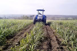 Thăng trầm cây mía - Kỳ cuối: Cần "giải cứu" từ gốc