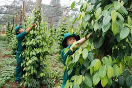 Cao su Chư Sê lan tỏa phong trào phát triển kinh tế gia đình