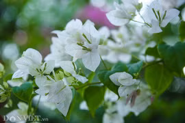 Ảnh: Sắc hoa giấy làm "dịu mát" Hà Nội ngày nắng nóng