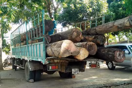 Bắt giữ được ô-tô thay đổi kết cấu chở gỗ lậu thưởng 2 triệu đồng