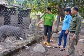 Triển vọng mô hình nuôi heo rừng lai ở Ia Pa