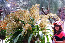 Anh giáo dạy võ trồng lan vạn người mê, hoa nở chi chít nghìn bông