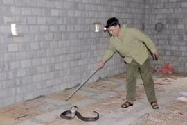 Nuôi con không chân, giá 700.000 đồng/kg thịt, lãi đậm so với lợn gà