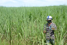 Ia Pa: Sạch bệnh trắng lá mía