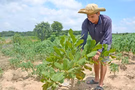 Ia Pa: Chuyển diện tích mía kém hiệu quả sang cây trồng khác