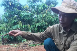 Theo chân người dân vào rẫy càphê săn lùng loài vật nhỏ xíu nhưng cựcđộc