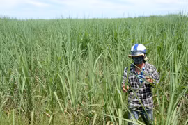 Ia Pa: Sạch bệnh trắng lá mía