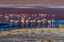 Cảnh siêu thực quanh cánh đồng muối lớn nhất thế giới