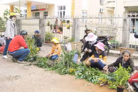 Lan rừng về phố