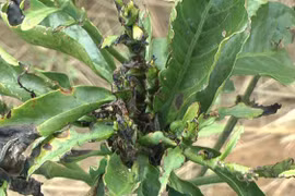 Bước đầu khống chế được bọ cánh cứng phá hoại cây cà phê