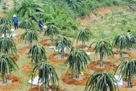 Nông sản xuất sang Trung Quốc sụt giảm đáng báo động