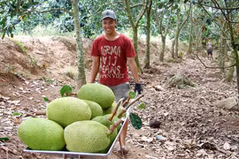 Bất ổn số phận cây mít Thái và điệp khúc trồng-chặt theo thời giá