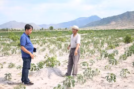 Thăng trầm cây mía-Kỳ 2: Luẩn quẩn "chặt-trồng, trồng-chặt"