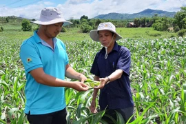 Chuyện nhà nông: Phương pháp phòng trừ sâu keo hại bắp