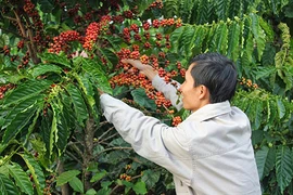 Đau cho cà phê Việt Nam: Sản lượng thứ 2, giá... đứng cuối