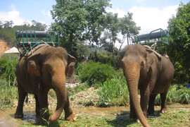 Thực hư chuyện voi và động vật tại Khu du lịch Prenn bị ngược đãi