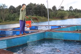 Gia Lai: Cấp 10.000 con cá giống thát lát cườm cho hộ dân