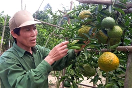 Sơn Lang: Xây dựng thương hiệu theo tiêu chuẩn VietGAP