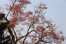 Hoa ngô đồng nở rộ trong Hoàng cung Huế