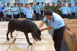 Thu giữ 2,5 tấn lá khát cực độc tại cảng Hải Phòng