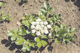 Những cây sâm quý bồi bổ sức khỏe