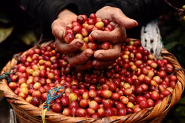 Cà phê, tiêu cùng ở mức giá thấp, nông dân bán ra nhỏ giọt