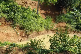 Hai bé gái tử vong khi đi soi nhái cải thiện bữa ăn