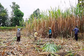 Giá đường thế giới tăng trở lại