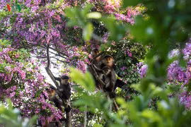 Bán đảo Sơn Trà nhuộm tím hoa sưa