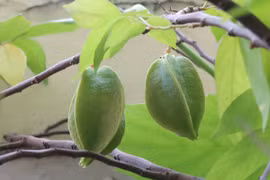 Hôn mê sâu sau khi ăn 4 quả khế