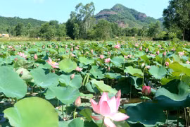 Xua cái nắng hè oi ả ở cánh đồng sen tuyệt đẹp của Quảng Nam