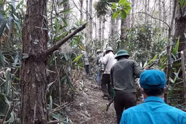 Chủ động phòng chống cháy rừng vùng trọng điểm