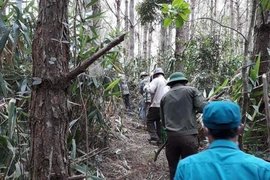 Chủ động phòng chống cháy rừng vùng trọng điểm