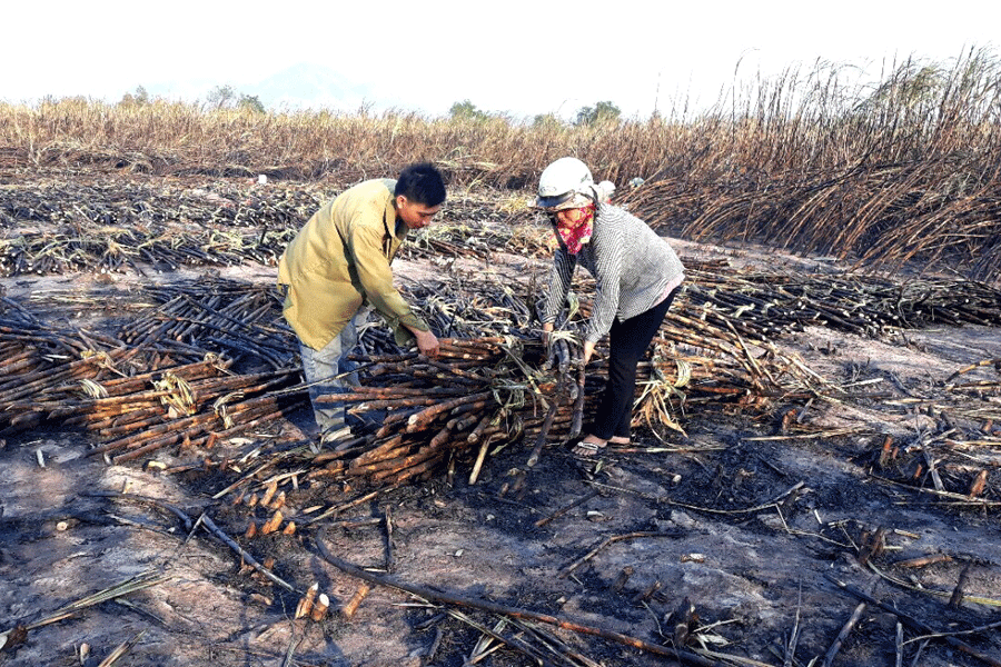 Krông Pa: Người trồng mía lao đao