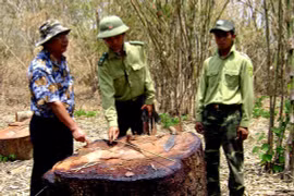 Xâu xé Vườn Quốc gia Yók Đôn