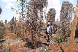 Tái diễn tình trạng thu mua rễ hồ tiêu