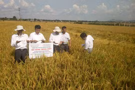 Giống lúa mới DT66 cho năng suất gần 80 tạ/ha