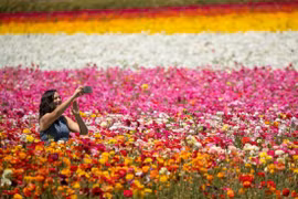 Mê mẩn với biển hoa mắt xanh ở Nhật, mao lương ở Mỹ