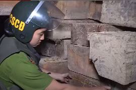 Báo động tình trạng phá rừng tràn lan