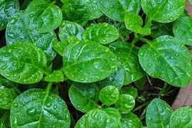 Tác dụng của rau mồng tơi trong mùa hè