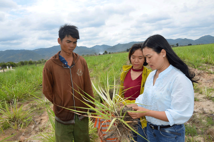 Nông dân Ia Pa loay hoay với bệnh trắng lá mía