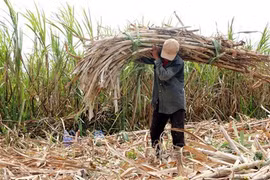 Lao đao theo doanh nghiệp