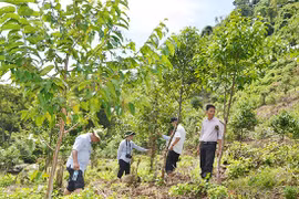 WB sẽ thanh toán hơn 1.200 tỷ đồng cho Việt Nam để giữ rừng, giảm phát thải khí nhà kính tại 6 tỉnh miền Trung