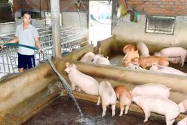 Nghịch lý giá heo