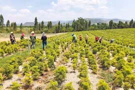 Mô hình trồng cây dược liệu ở Pờ Tó: Nguy cơ thất bại