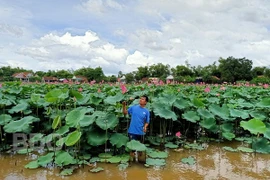 Bình Định: Bỏ cấy lúa, trồng loài cây lá to như cái thúng, chả tốn công chăm, hái thứ gì cũng bán được ra tiền