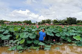 Bình Định: Bỏ cấy lúa, trồng loài cây lá to như cái thúng, chả tốn công chăm, hái thứ gì cũng bán được ra tiền