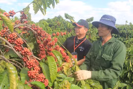 Tây Nguyên: Mỗi năm có 180.000ha cà phê già cỗi cần tái canh