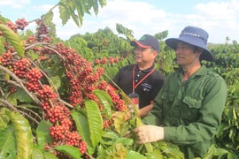 Tây Nguyên: Mỗi năm có 180.000ha cà phê già cỗi cần tái canh