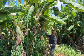 Dân làng Tơ Drăh khấm khá nhờ cây chuối